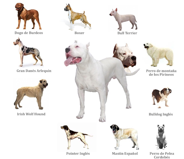 Dogo Argentino Dog Breed Complete Guide - A-Z Animals